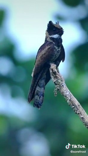 Best nightjar. (Great Eared Nightjar)