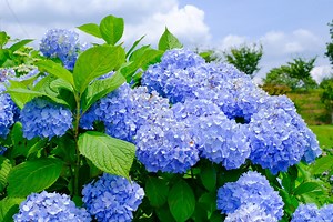 Wymieszaj popularną przyprawę z tym i podlewaj raz w tygodniu hortensje! Jeszcze w sierpniu hortensja obrodzi w gigantyczne kwiaty. Pielęgnacja hortensji bukietowej