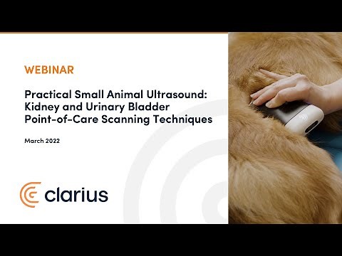 Practical Small Animal Ultrasound: Kidney and Urinary Bladder Point-of-Care Scanning Techniques