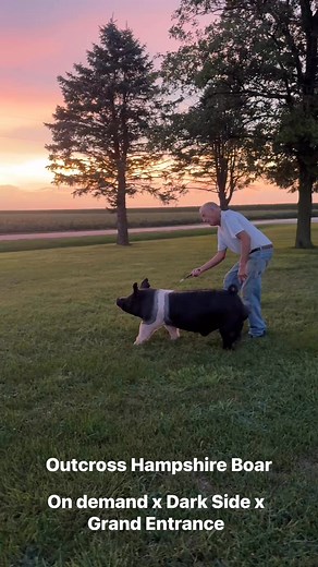 Sometimes in genetics it’s hard to find something different that you feel can move the breed forward. Top Gun has been incredible for the belted breed. We are searching for air and this guy does it! ZERO Top Gun in his pedigree | Meeker Hampshires & Dare Meeker Durocs