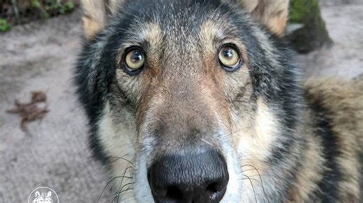 Senior wolfdog Jena dies at Shy Wolf Sanctuary: 'We deeply cherish the time spent'
