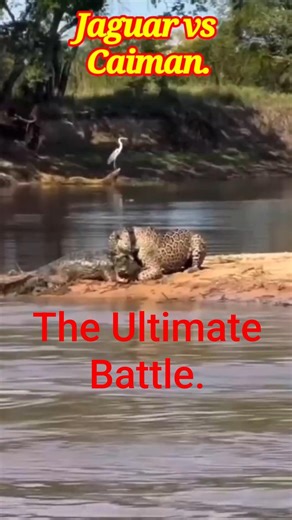 Jaguar vs Caiman. 🐆🐊 The Ultimate River Battle! 🐆🐊