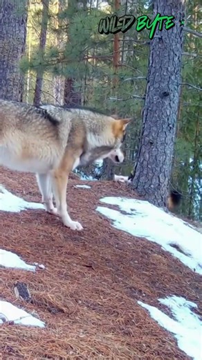How Does a Tiny Wolverine Steal Food from a Wolf Pack? | Fearless Arctic Predator