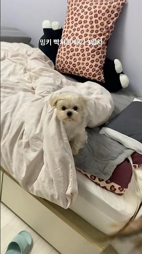 밍키 빡치게 하기 3일차