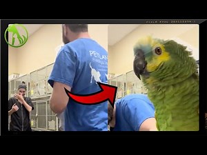 Sassy parrot has vet tech in laughter during nail trim