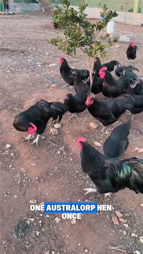 The Egg-Laying Queen: Australorp Magic #shorts#animals#chicken