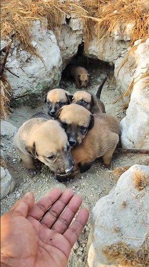 Hungry, Motherless & Crying Puppies Rescue From Desert Cave 🐶🏜️💔 |#shorts