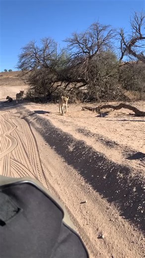 curious safaris on Instagram: "🇳🇦 10 DAYS OF EPIC ADVENTURE IN NAMIBIA Desert. Wildlife. Endless Horizons. 🔥🏜️ Day 1 – Arrival in Windhoek Meet & greet, city tour & overnight rest before the road adventure begins. Day 2 – Windhoek → Sossusvlei (Namib Desert) Scenic drive into the world’s oldest desert. Sunset over rolling red dunes 🌅 Day 3 – Sossusvlei & Deadvlei Climb Dune 45 at sunrise, explore Deadvlei’s surreal landscapes & Sesriem Canyon 📸 Day 4 – Namib Desert → Swakopmund Desert meet