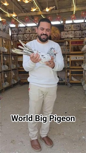 World Recod big Pigeon