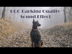 Dog Barking Sound ( Doberman )Quality sound effect.