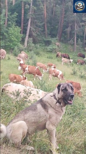 Kangal vs Wolf: The Ultimate Predator Killer!