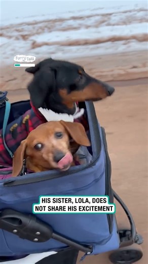 620K views · 18K reactions | Those ears are too cute ❤️ | Furry Tails | Facebook