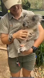 6.8K views · 94 reactions | Koala #facts #amazingfacts #reelsfacebook #viralvedio #shorts | Snoozy Facts | Facebook