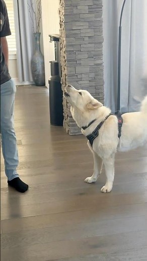 Guaranteed to make your dog howl - Bruce the Siberian Husky