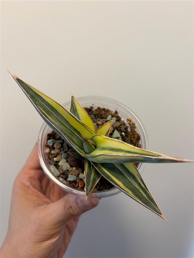 Sansevieria Zanzibarica Variegated, Premium Variegation, Rare Find, Exact Plant, US Seller - Etsy