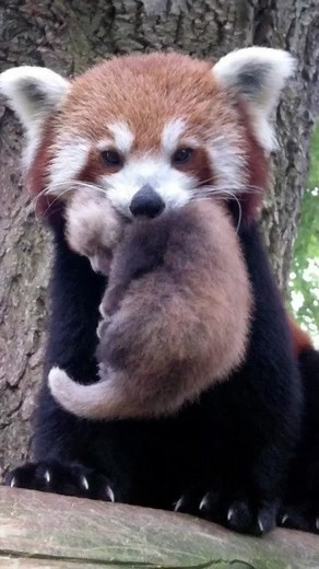 Red Panda Close-Ups: Nature's Adorable Creature