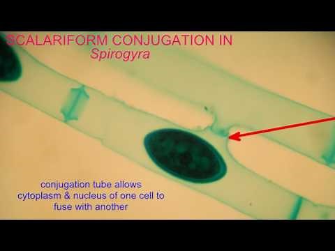 CONJUGATION IN Spirogyra