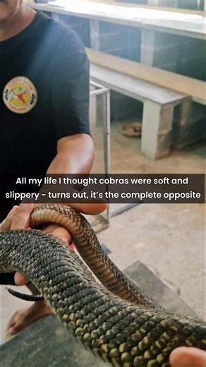 Cobra show - All my life I thought Cobras were soft and slippery #shorts #shortsfeed #ytshorts #yt
