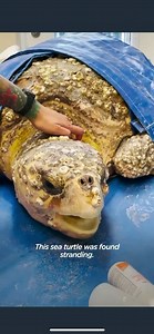 7.4M views · 179K reactions | A big thanks to The Dodo for covering this heart-warming story and to our Wildlife Rehabilitation Manager, Breanna F., for telling it so beautifully ❤️ There is no better feeling than releasing such majestic creatures back to the wild! | CROW - Clinic for the Rehabilitation of Wildlife, Inc. | Facebook