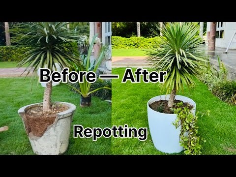 How to Shift Plant from One Pot to Another | Repotting Yucca Plant
