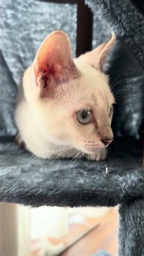 The 2 days of essembling this cat tree - is worth it😊