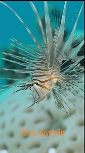 48 reactions · 4 comments | Meet the young Pterois volitans, commonly known as the lionfish! 女 Did you know that even as juveniles, these little adventurers are masters of camouflage with their feathery fins and striking colors? ✨ Give a ❤️ if you love these underwater wonders or comment your favorite sea creature below!  . ️ Carlo Cogliati @idivemakadibay . #LionfishLove #UnderwaterBeauty #makadibay #UnderwaterLife #juvenile | IDive Makadi Bay | Facebook