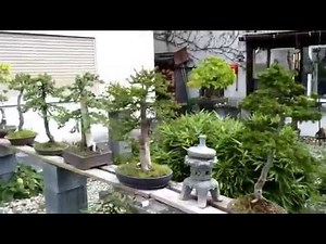 Rundgang durch meinen Bonsaigarten