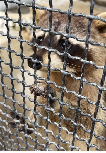 Raccoons in Algeria 🇩🇿 are so cute ✨ #algiers #alger #🇩🇿 #الجزائر #algeria #algerie #dzair #دزاير #dz #maghreb #northafrica #africa #mediterranean #mena #romanticizeyourlife #algeriatiktok #tourismalgeria #discoveralgeria #hopecore #romantic #cute #raccoon