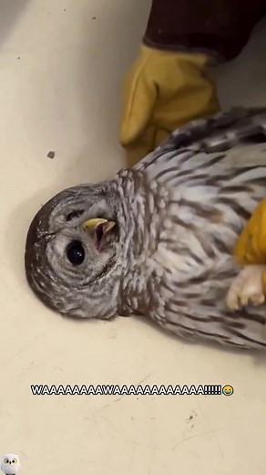 Wait… Did That Owl Just Scream?! 🦉😳#animals #funny #owl #wildlife #bird