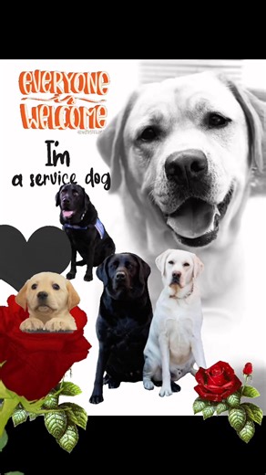 27K views · 706 reactions | #labrador #labradorretriever #labrador #servicedog | Diamond Bar Kennel | Facebook
