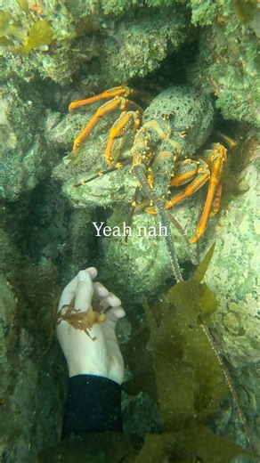 Henry Gibbs | Didn’t quite have the confidence to grab this guy, first one I saw with a perfect escape and some sharp looking horns | Instagram