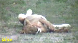 New Born Lion Cubs - How Lioness Gives Birth - Dailymotion Video