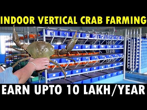 Indoor Vertical Crab Farming | Modern Mud Crab Farming Business