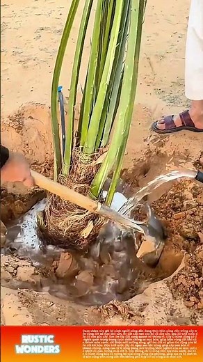 Trồng cây trên vùng sa mạc khô cằn: Nâng tỷ lệ sống cây, ngăn chặn sa mạc hóa lan rộng