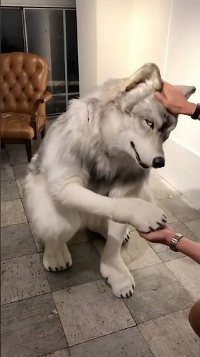 Cute realistic wolf fursuit! 🤍🐺 #fursuit #realistic