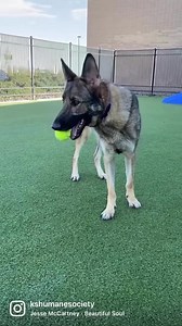 Update: ADOPTED! Sasha has such a beautiful soul 🥺❤️ She’s a two-year-old German shepherd mix that loves playing keep away with her tennis balls 🎾 More info: http://bitly.ws/xRsx | Kansas Humane Society
