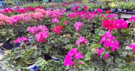 What to know when buying Canadian seeds