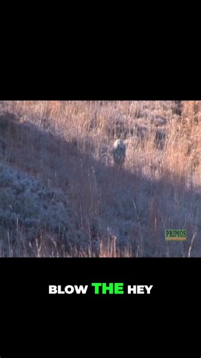 The Catnip Call That Works! #speakthelanguage #hunting #predator