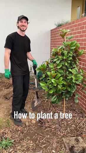 Planting a Magnolia Tree: Step-by-Step Guide