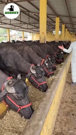 Top 3 Buffalo Farming Countries #buffalo #dairyfarming #farming #facts