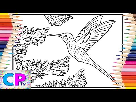 Humming-Bird Coloring Pages/Stunning Hummingbird/Unknown Brain - Jungle of Love [NCS Release]