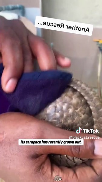 Rescate de pangolines raros: una historia conmovedora