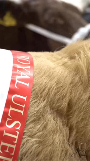 Closing out the year at the RUAS Beef and Lamb Championships 2025! 🐂🐑 This year has been extraordinary, and I couldn’t have done it without your support and motivation. 🙌✨ Here’s to more great things ahead! 🔥 — J.T Imagery 📸 | Jordan Toye