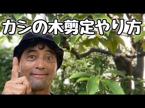 カシの木剪定やり方（樫剪定仕方）初心者向けカシノキ剪定動画。
