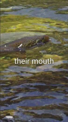 How to Tell What Trout Are Eating