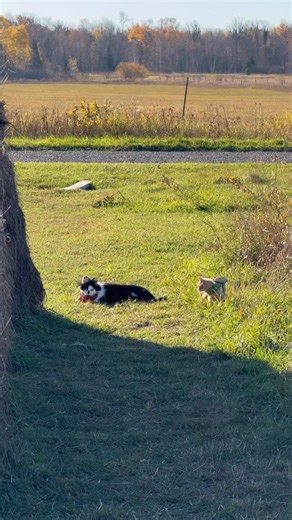 Jack Spicer on Instagram: "Meowdy purrtners. Jack Spicer and the Montysaurus out on inspection duty 🧐 Extended cut 🧐 🦖 If you’re a fan of Jack Spicer’s kitty cat cowboy content please consider subscribing or joining his Patreon linked in bio 😊 everything helps ❤️ #cat #cats #catlover #catsofinstagram #catlovers #cats_of_instagram #kittycat #tuxedocat #kitty #catlife"