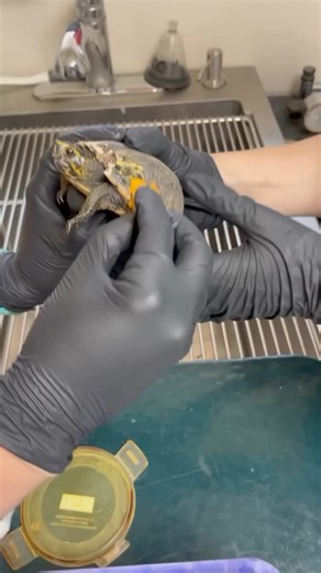 Stripped Mud Turtles are one of Florida's freshwater turtle species. These amazing turtles can lay up to six clutches per year with up to six eggs per clutch. This Stripped Mud Turtle (24-2244) was brought to our center after being caught by a dog. During the initial exam, x-ray images were taken, and clinic staff discovered that the patient was pregnant with three eggs. Clinic staff stabilized the shell fracture caused by this interaction. The patient will continue being monitored in our hospit