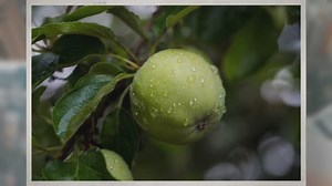 How Long Do Apple Trees Live?