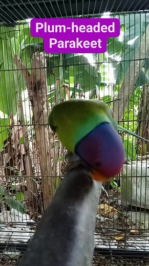 4K views · 42 reactions | Plum-headed Parakeet 4 pcs  #Handfeed #birdhobby #parrotbreeder | DheL OrnodhėL | Facebook