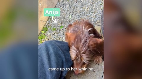Tiny bumblebee crawls onto her hand every morning - until she becomes family